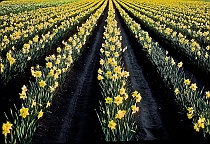 Rows and Rows of Daffodils